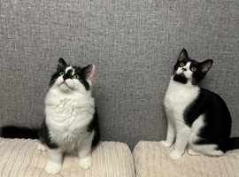 Bertie and Bob looking for forever home