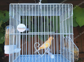 2 male canaries