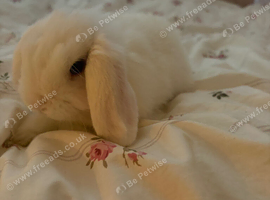Friendly female mini lop