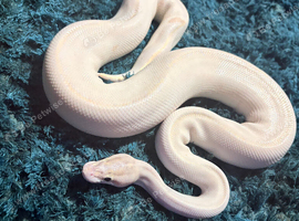 Rare white ball python stunning