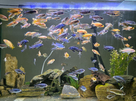 Cichlids available! 2 inch