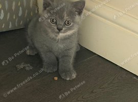 Kitten british shorthair