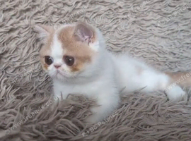 GCCF Female Persian Kitten