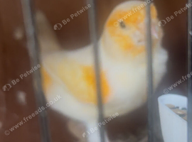 Breeder male Canary