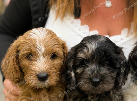 Cavapoo puppies
