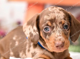 Mini Dachshund puppies looking for their forever homes due to a house move 2 beautiful Mini Dachshund puppies available