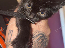 Pure black kitten.