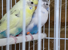 Budgies available