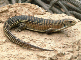 Sudan plated lizard about 18moths old