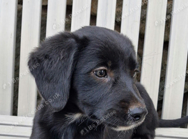 Gorgeous Cocker Spaniel x Collie puppy