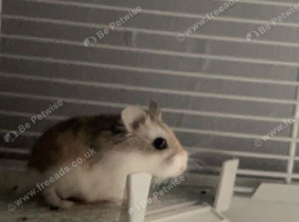 Male hamster