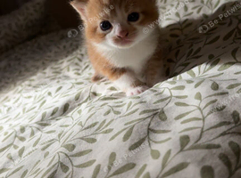 2 x kittens for sale
