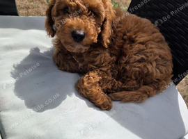 Cockapoo 8 weeks old