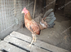 English game for sale