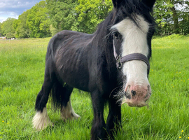 Heavy weight cob mare 14.3