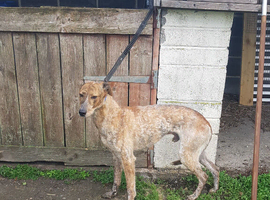 Lurcher