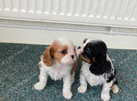 Lovely litter of KC reg blenheim and tri cavalier king charles  pups from health tested parents