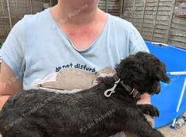 Patterjack girl