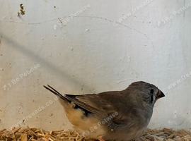 Baby zebra finch