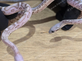 Lilac Anery Scaleless Corn Snake Male and Female