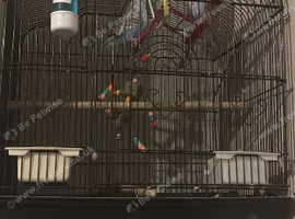 2 budgies and cage with accessories