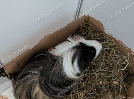Male long coated 7 months