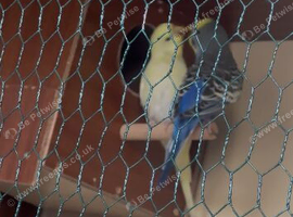 Lovely budgie pair