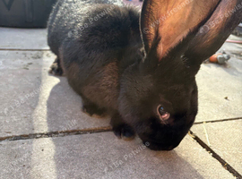 Giant male Flemish