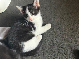 Last of litter looking for her forever home