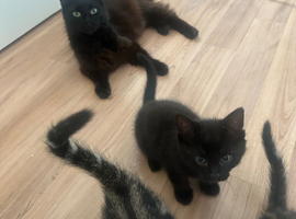 Black kitten for sale