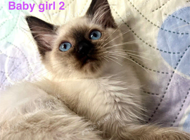 Ready Last 2 Ragdoll kittens left