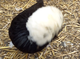 Polish pullets 21weeks