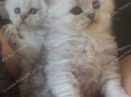 Persian chinchilla kittens purebred