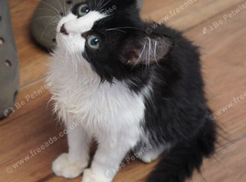 Kittens looking for new forever homes ( nr Canterbury/Dover) *Please read full advert*