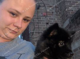 Puppy