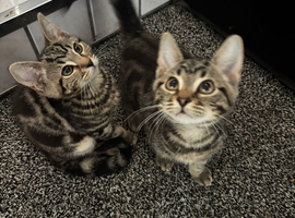 2 tabby kittens