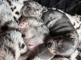 Miniature dapple daschound cross Frenchbulldog