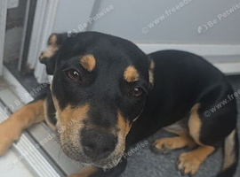 9 months female jack Russell cross staffy