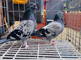 Turkish pair