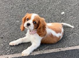 Cavalier King Charles spaniel puppy