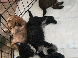 Adorable miniature poodles for sale &pound;1500. Available 16th July