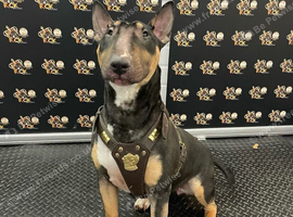 English bull terrier looking for her forever home