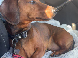 Dachsund boy, 3yo
