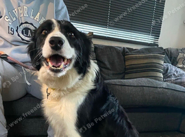 Jessie border collie an Jack Russell adult female