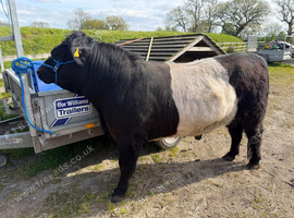 Belted Galloway Bull