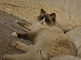 Ragdoll kittens