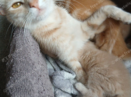 5 beautiful kittens for sale.