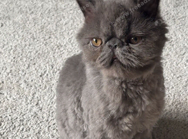 Persian cat rehoming