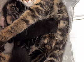 Stunning Maine Coone X Bengal Kittens