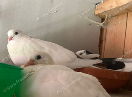 all white young tumbler bird
